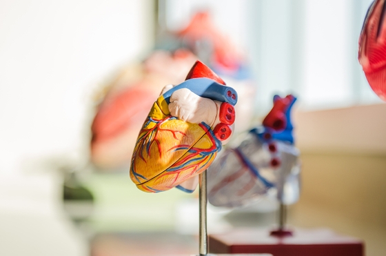 A captivating display of a human heart model, showcasing its intricate details and anatomical structure.